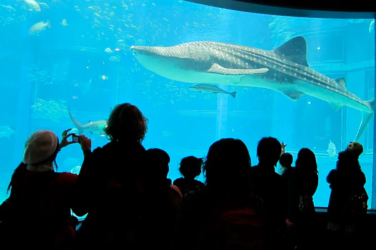 A whale shark, the symbol of Osaka Aquarium Kaiyukan, gliding through the giant central tank