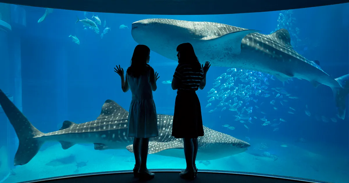 The towering Pacific Ocean central tank at Osaka Aquarium Kaiyukan with a whale shark and manta rays passing overhead